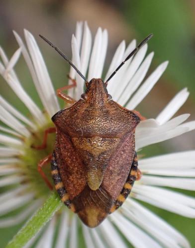 Réf. 323 865 : Carpocoris purpureipennis